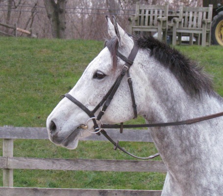 grey thoroughbred filly