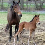 Rock Star at 4 Days Old with Heavenly Star