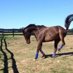 Who's a Star first 2013 Turnout in Aiken