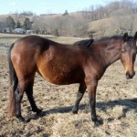 Bits - Nearing Foaling