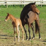 Jaguar Star and Believe in the Stars - First Turnout (Front)