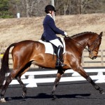 R Star - Medium Trot Poplar Jan 2014