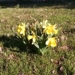 First Daffodils 2015
