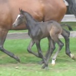R River Star Turnout 2 Days Old